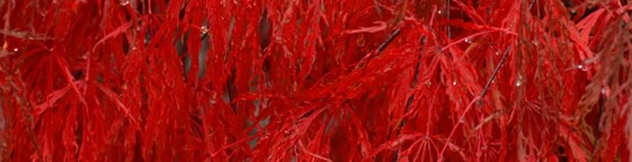 The Build America, Buy America Act